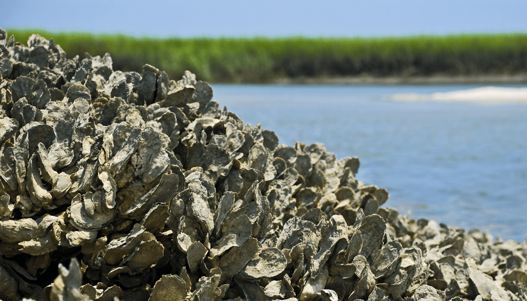 Lessons from the Eastern&nbsp;Oyster